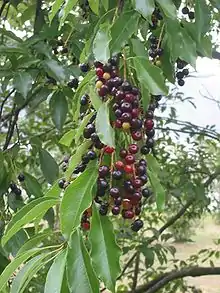 Immature fruit