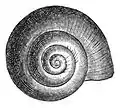 Drawing of the apical view of the shell.