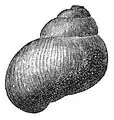 Drawing of the lateral view of the shell.