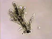 Amoeba proteus