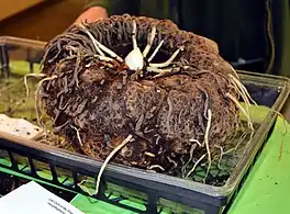 Small corm of A. titanum, Muttart Conservatory, Edmonton, Canada