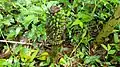 Amorphophallus sylvaticus fruits