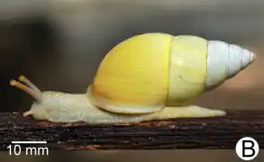 Amphidromus flavus