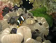 Amphiprion clarkii & Dascyllus trimaculatus