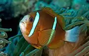 The genetically related A. akindynos (Barrier Reef anemonefish)