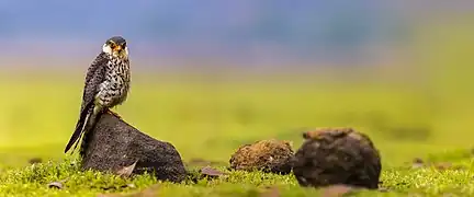 Amur falcon female in a grassland habitat, in Maharashtra, India