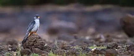 Amur falcon male in a rocky habitat in Maharashtra, India