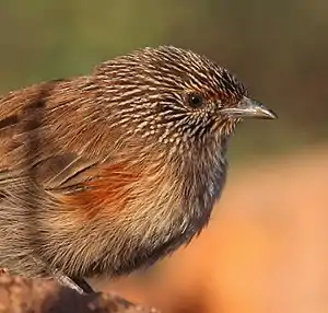 Amytornis purnelli, female, close-up