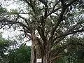 An old banyan (Ficus benghalensis)