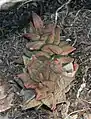 Anacampseros lanceolata (Western Cape) has smooth, hairless, acute-tipped leaves, and a branched inflorescence with broadly ovate petals, 30-45 stamens per flower and angular seeds.