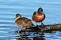 Chestnut teal