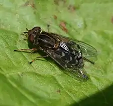 Anasimyia contracta