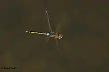 Anax ephippiger male from United Arab Emirates