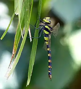 Anax immaculifrons female