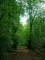 The lime tree avenue in Anderson's Plantation on the old carriage route.