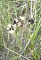 Blue funnel lily dehiscent fruit