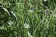 Flowers and flower buds in Williamson County, Texas