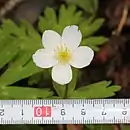 Flower (with scale)