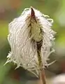 Anemone occidentalis on Mount Rainier with some achenes cut away to show the receptacle and seeds.