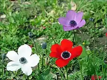 Growing wild near Megiddo,  israel