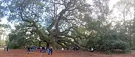 Angel Oak, Johns Island, South Carolina