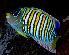 Royal angelfish, Pygoplites diacanthus