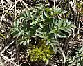 Young Angelica atropurpurea plant in Guelph, Ontario, Canada 8 April 2020