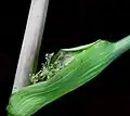 Sheath around the stem with a flower head in seed documented for the Bibliothèque de l'Université Laval in Quebec, Canada