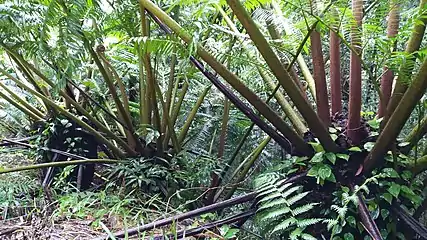 On the Alexandra Range near Cape Tribulation, Australia