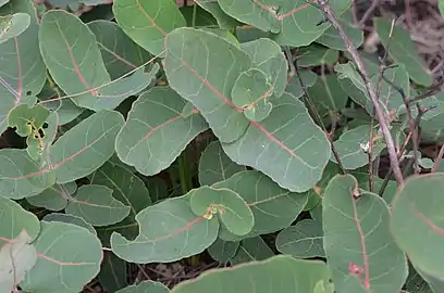 A. hispida opposite and decussate leaves