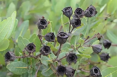 A. hispida fruit