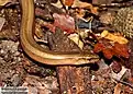 A lizard, Anguis colchica