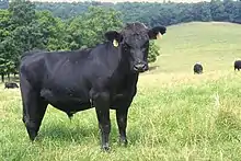 Black Angus heiffer