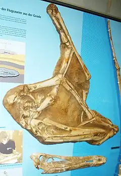 Fossil cast of "Santanadactylus pricei"