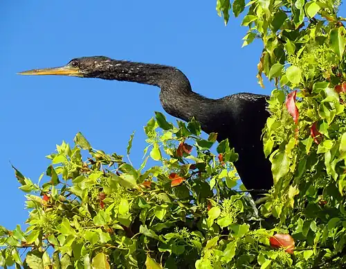 Showing snake-like neck and pointed beak