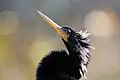 Anhinga