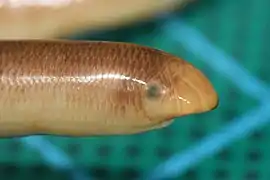 Queensland Museum specimen of A. bituberculatus from Currawinya National Park, QLD,