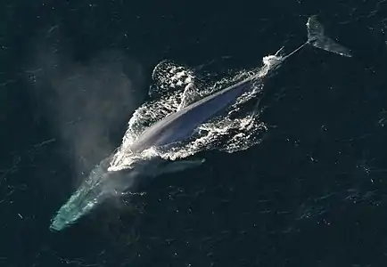 Endangered blue whale, largest animal ever