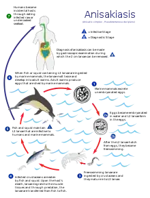 Life cycle of the parasitic Anisakis worm