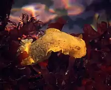 A dark yellow Peltodoris nobilis crawling on red algae