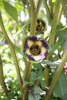 Anisodus tanguticus, showing interior of flower