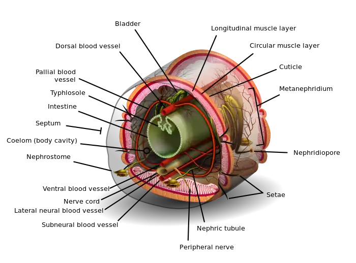 Image 14Annelid diagramDiagram: K.D. SchroederA cross section of a post-clitellum segment of an annelid (ringed worm); almost all segments of an annelid contain the same set of organs and parts, a pattern called metamerism. Annelids have no lungs, but rather exchange carbon dioxide and oxygen directly through the moist skin when blood reaches the extremely fine capillaries of the body walls; a dry worm cannot breathe and will die of suffocation. The worm's red blood, which does not consist of platelets or red cells but mostly of a liquid containing suspended hemoglobin, makes a circuit up and down the animal in its closed circulatory systems.More selected pictures