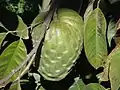 Annona cherimola fruit, Pedra Bela, Brazil