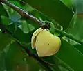 Annona glabra fruit.