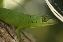 Lagarto verde(Anolis cuvieri)