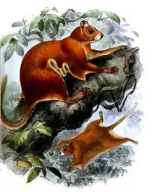 two red-haired flying squirrels among the branches.