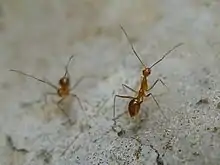 Two yellow ants