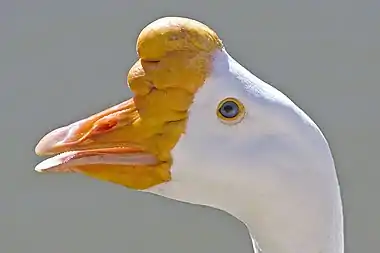 Image 13Chinese goose head at List of goose breedsMore selected pictures