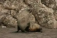 Brown and gray seal