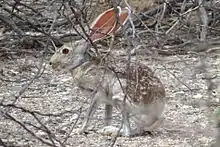 Gray and brown hare